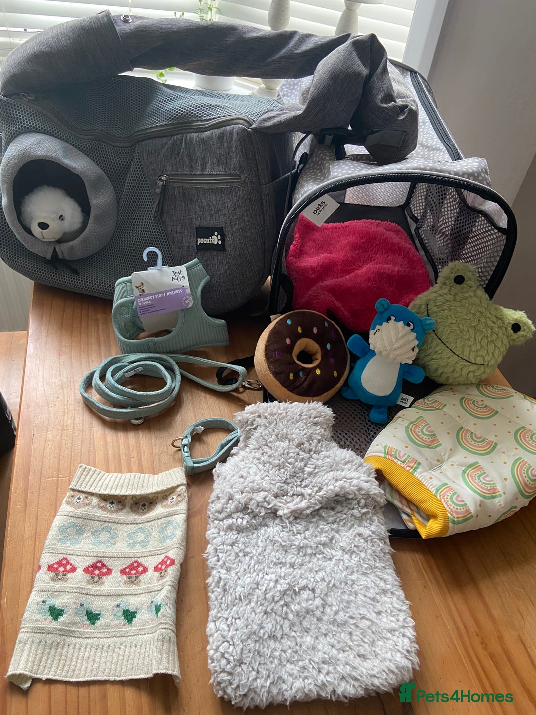 Chihuahua dogs for adoption: Adorable and cute Chihuahua Boy 12 wks - Advert 7