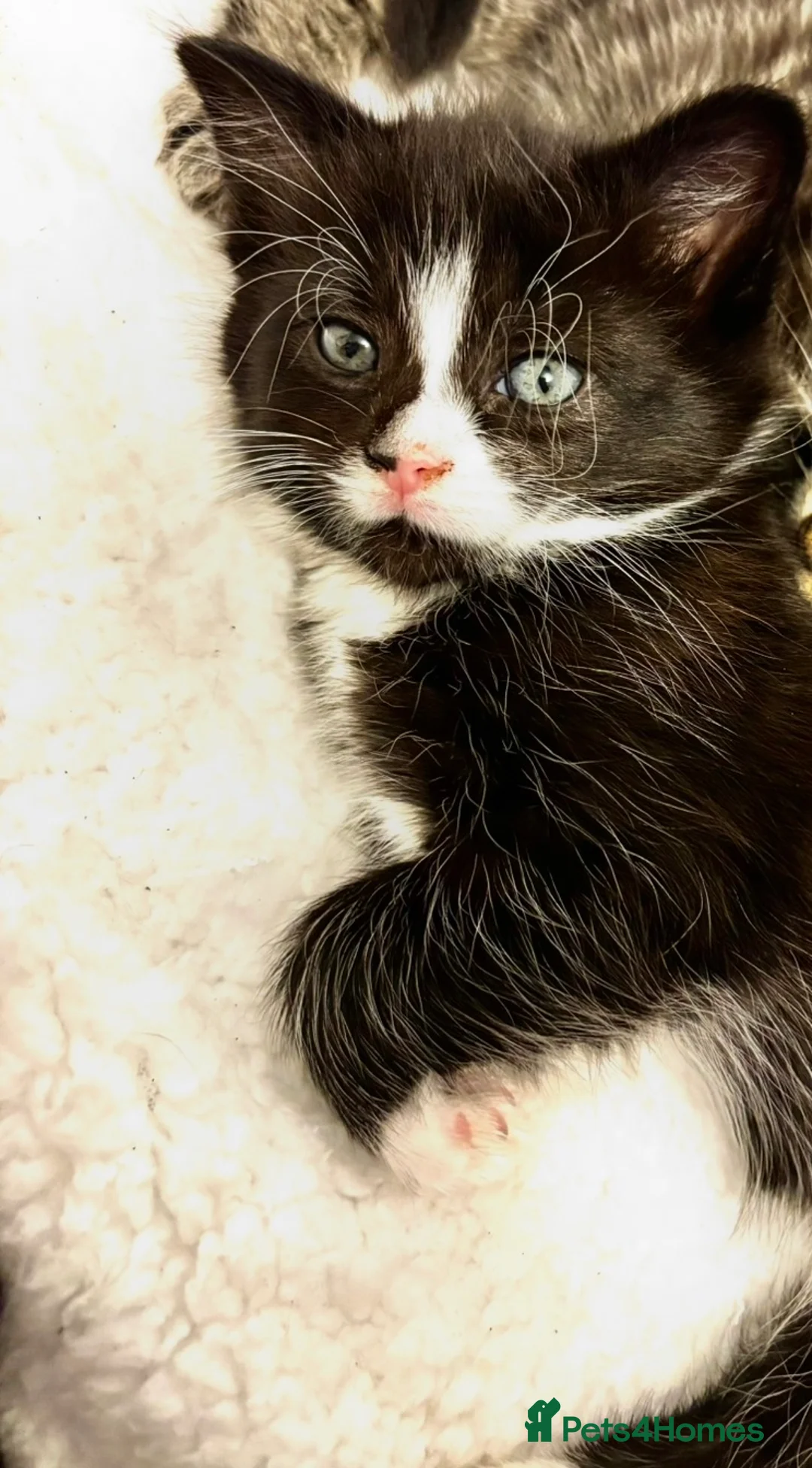 Mixed Breed cats for sale: Fluffy, playful kittens - Advert 16