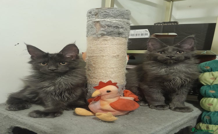 Maine Coon cats - Advert 1