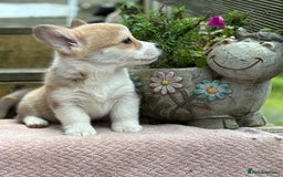 Welsh Corgi Pembroke dogs for sale: Outstanding Pembrokeshire Corgi Puppies  - Image 7