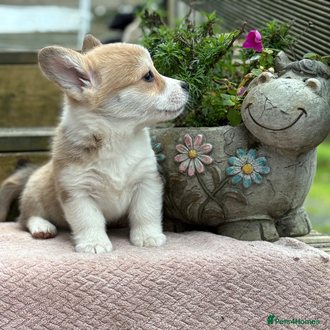 Welsh Corgi Pembroke dogs for sale: Outstanding Pembrokeshire Corgi Puppies  - Image 7