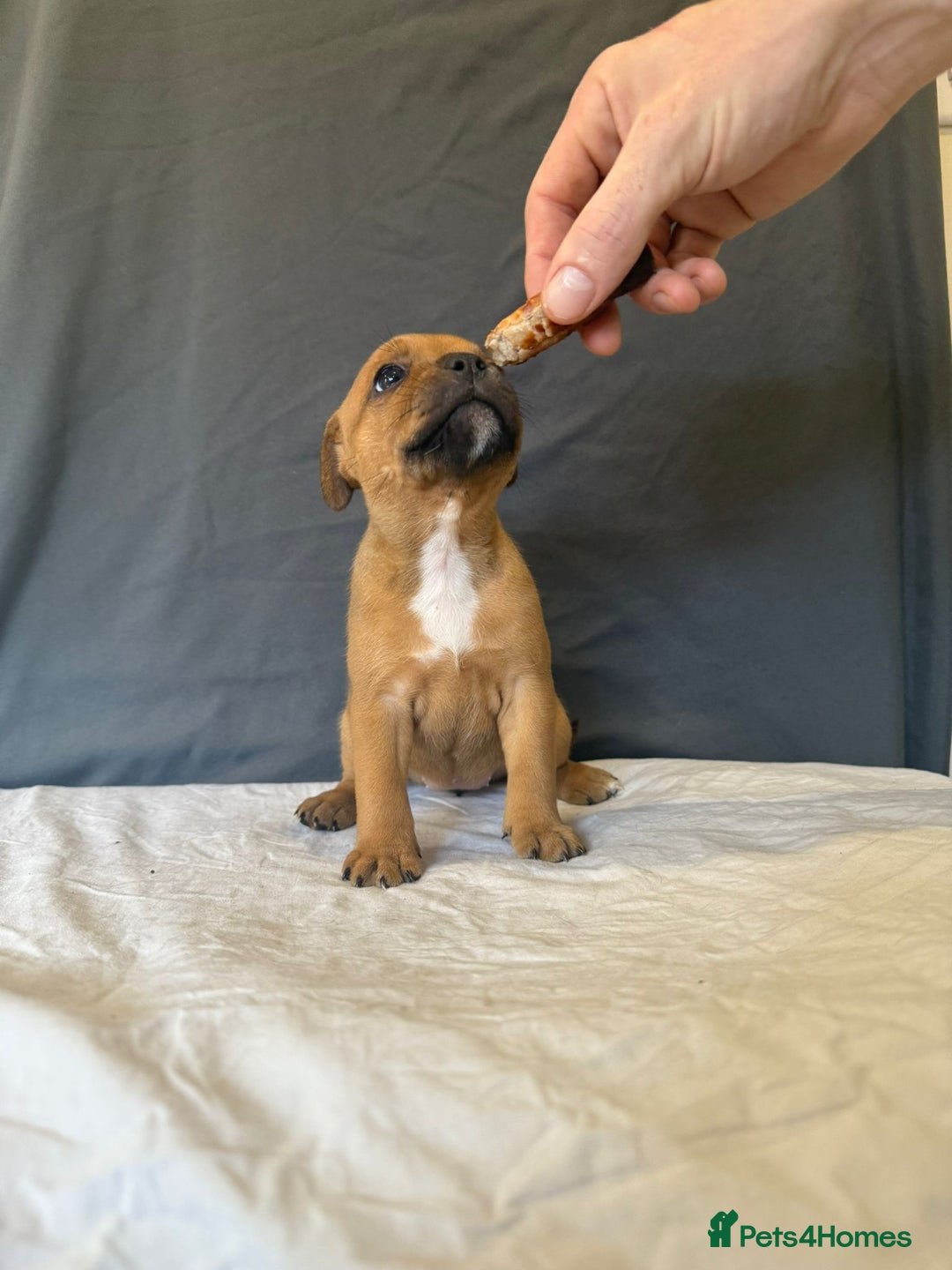 Staffordshire Bull Terrier dogs for sale: COI 3.6% Red staffordshire bull terrier's - Advert 6