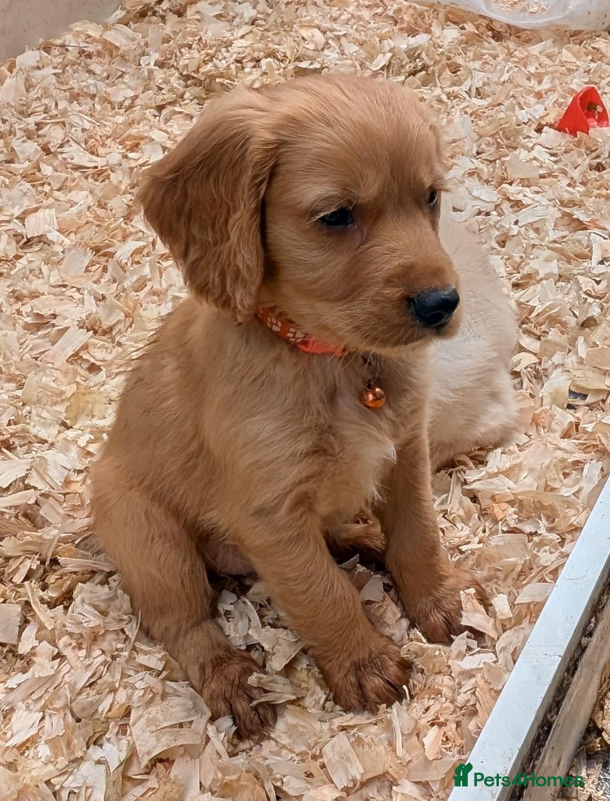 Mixed Breed dogs Golden spaniel  - Advert 17