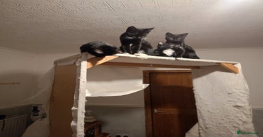 Mixed Breed cats - Advert 3