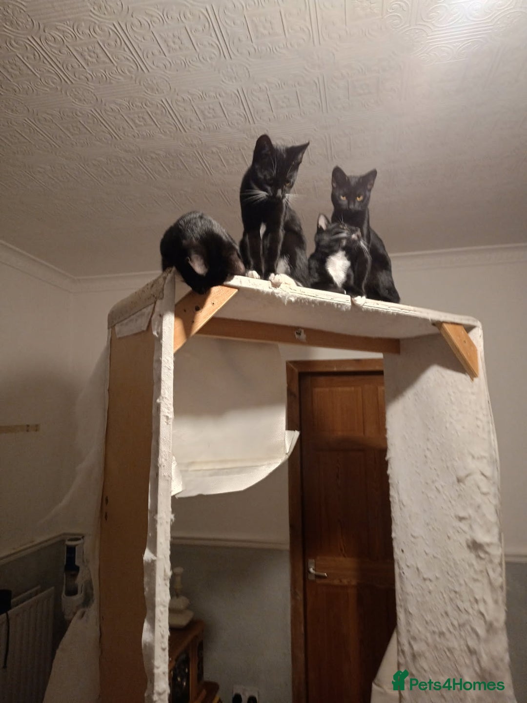 Mixed Breed cats for sale: READY NOW beautiful & charming 4mths old kittens - Image 3