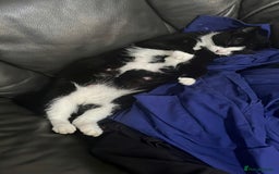 Domestic Shorthair cats for sale: 2 sisters left looking for a loving home - Advert 3