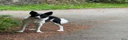 Border Collie dogs for sale: Freddie for rehoming - Advert 3