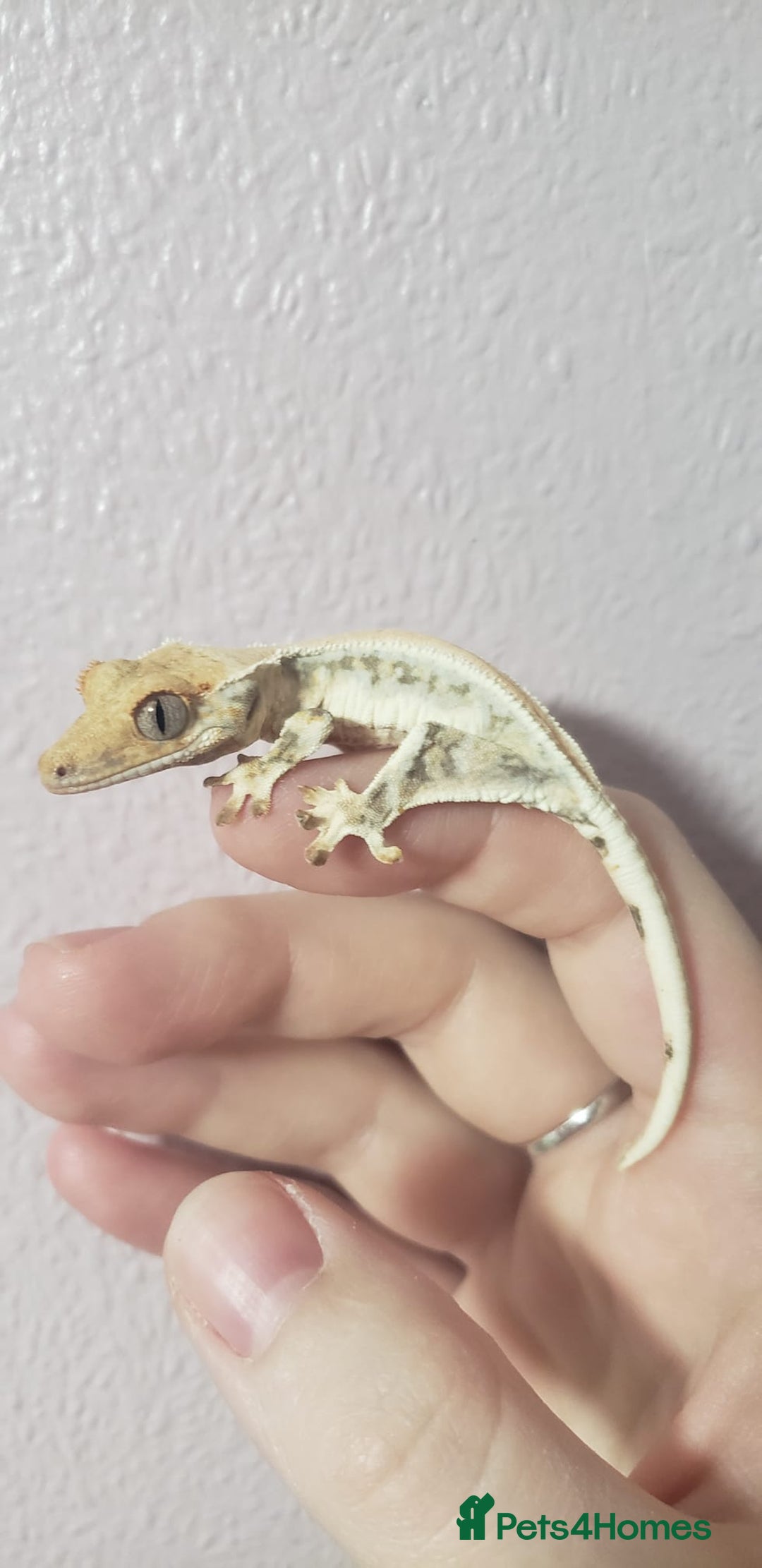 Gecko reptiles for sale: Crested Gecko Gargoyle &  Leachianus Gecko  in Wigston - Image 27
