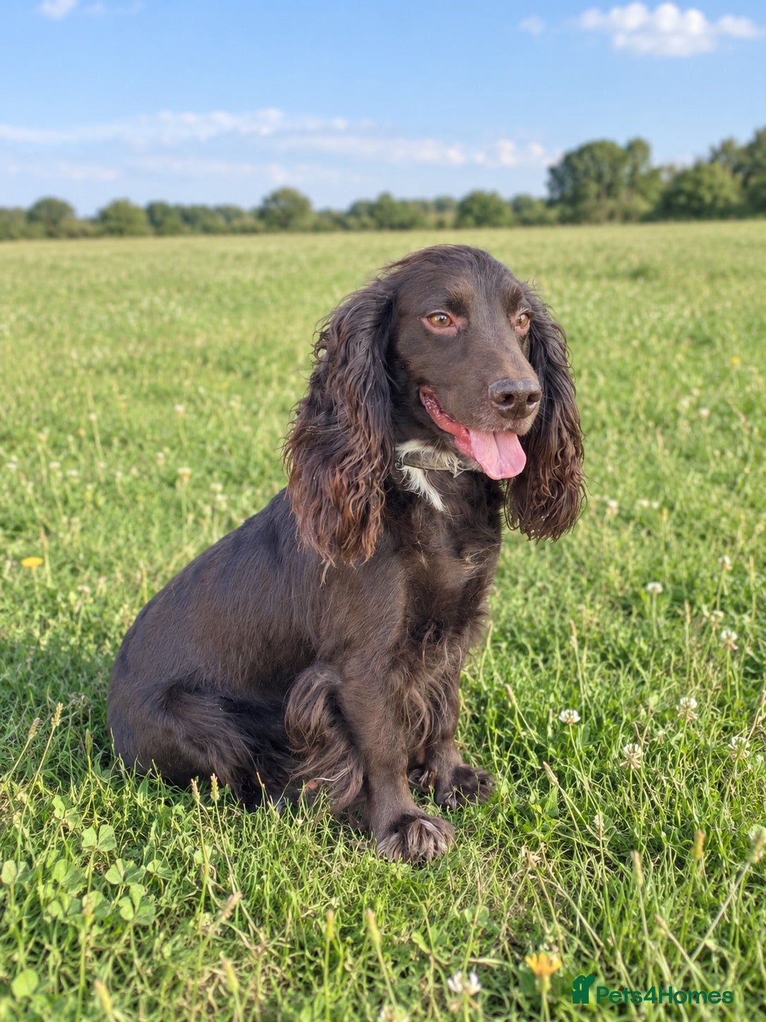 Cocker Spaniel dogs CHOCOLATE working cocker STUD - Advert 1