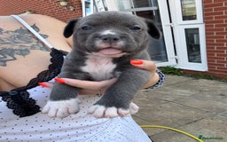 Mixed Breed dogs for sale: Beautiful American bulldog x cane corso puppies - Image 18
