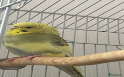 Budgerigars birds for sale: 2 Adult Budgies with Cage Male & Female - Image 8