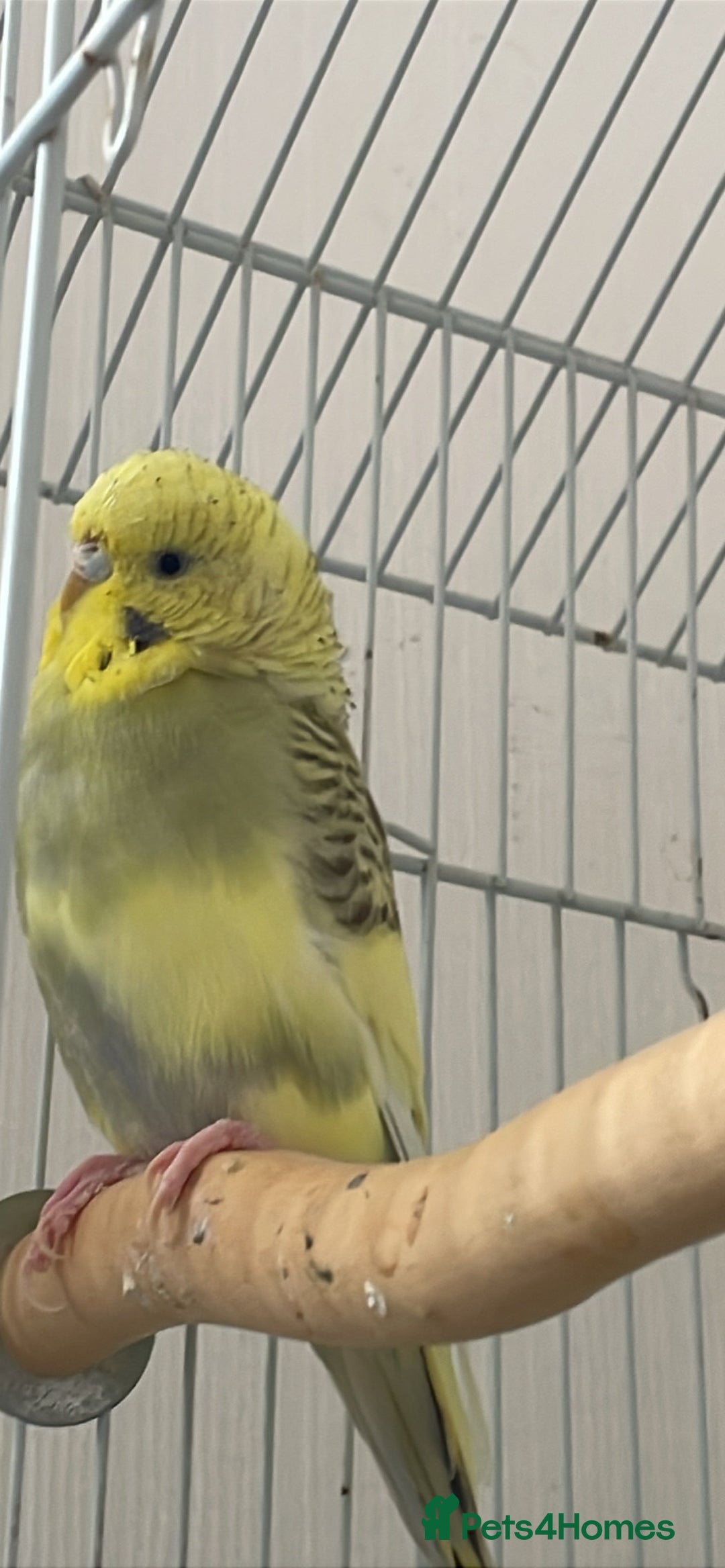 Budgerigars birds for sale: 2 Adult Budgies with Cage Male & Female - Image 8