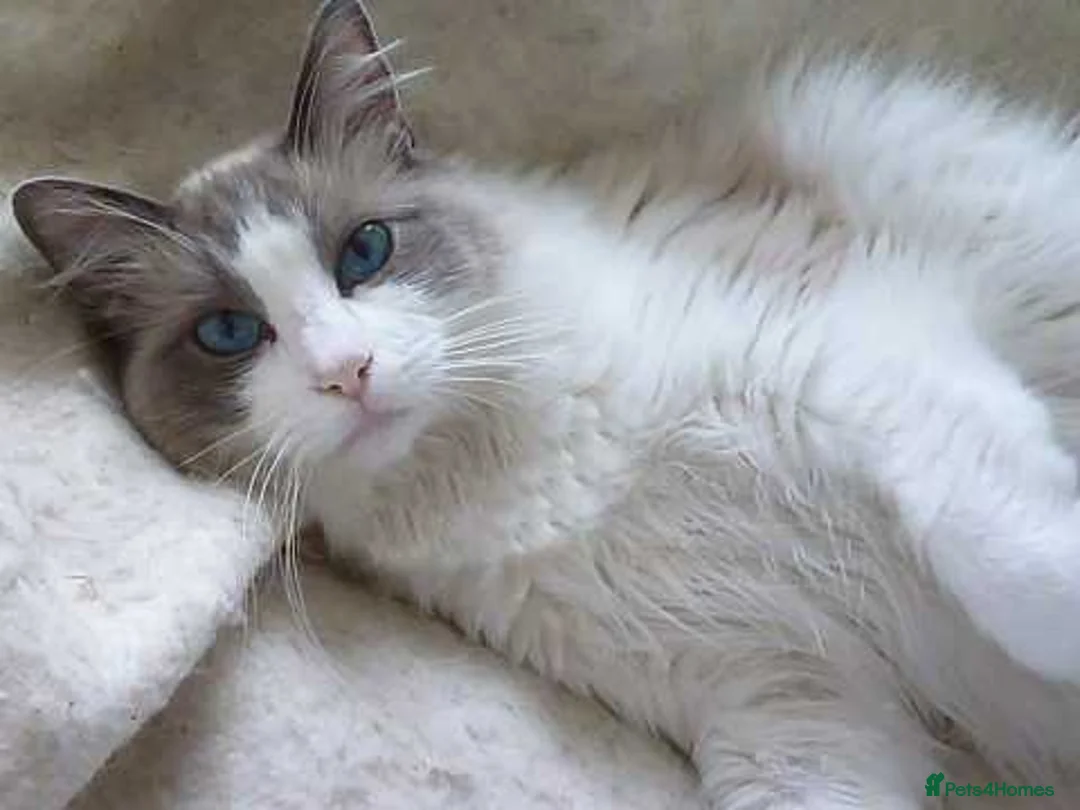 British Shorthair cats for sale: Ragdoll Bi-Colour Blue Boy - Advert 2