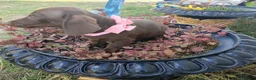 Dachshund dogs for sale: Dachshund puppies  - Advert 2