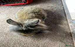 Lionhead rabbits for sale: Netherland dwarf X Lionhead  - Image 5