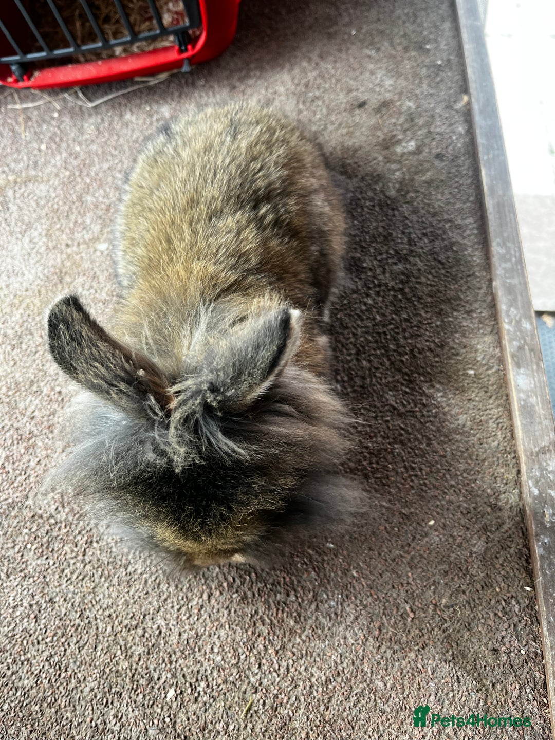 Lionhead rabbits for sale: Netherland dwarf X Lionhead  - Image 5