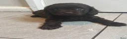 Cavapoo dogs for sale: 4 chocolate Cavapoo puppies - Advert 5
