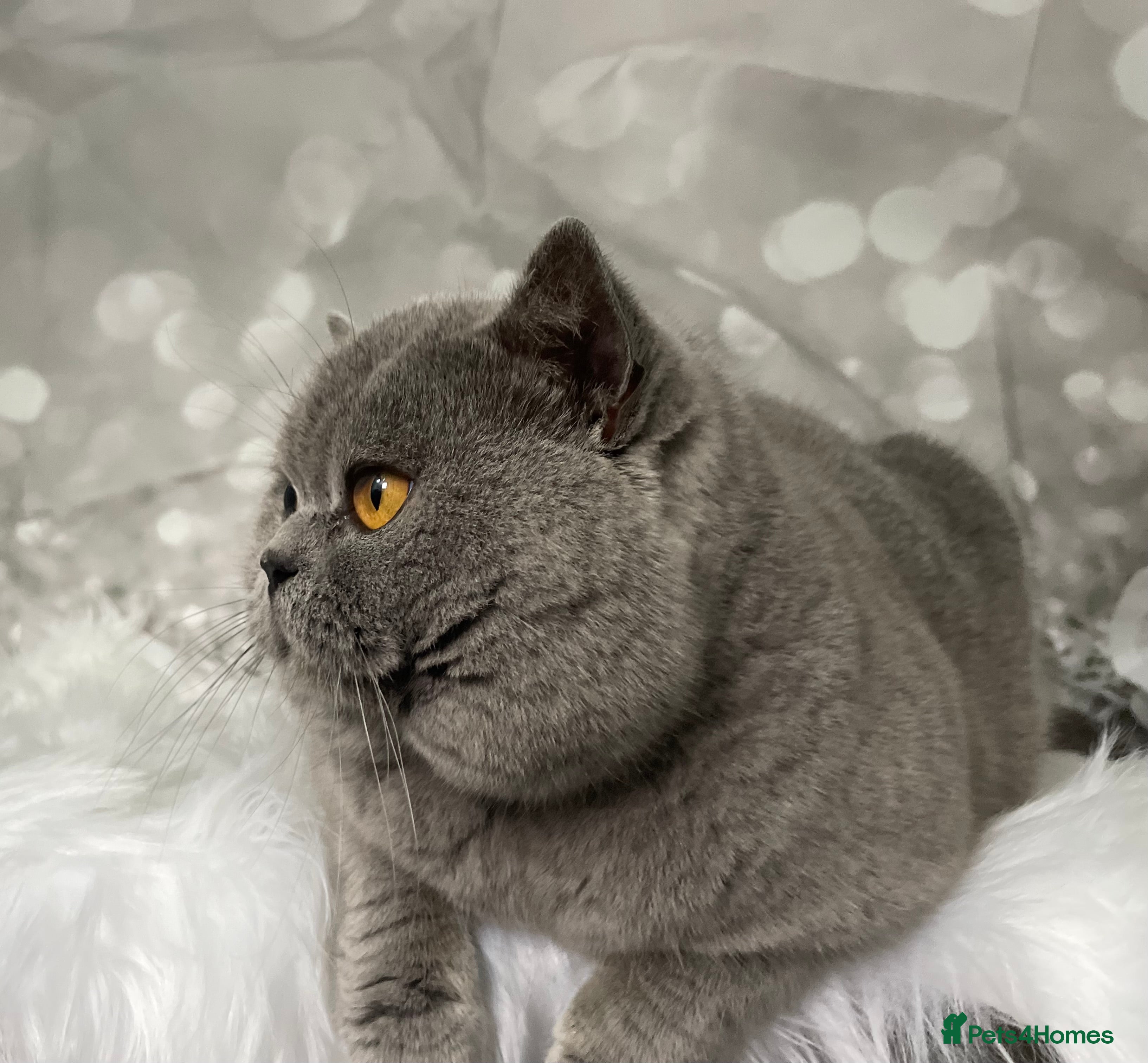 British Shorthair cats 👑🏆 CHAMPION BRED BLUE STUD EAST MIDLANDS 👑🏆 in Derby - Advert 16