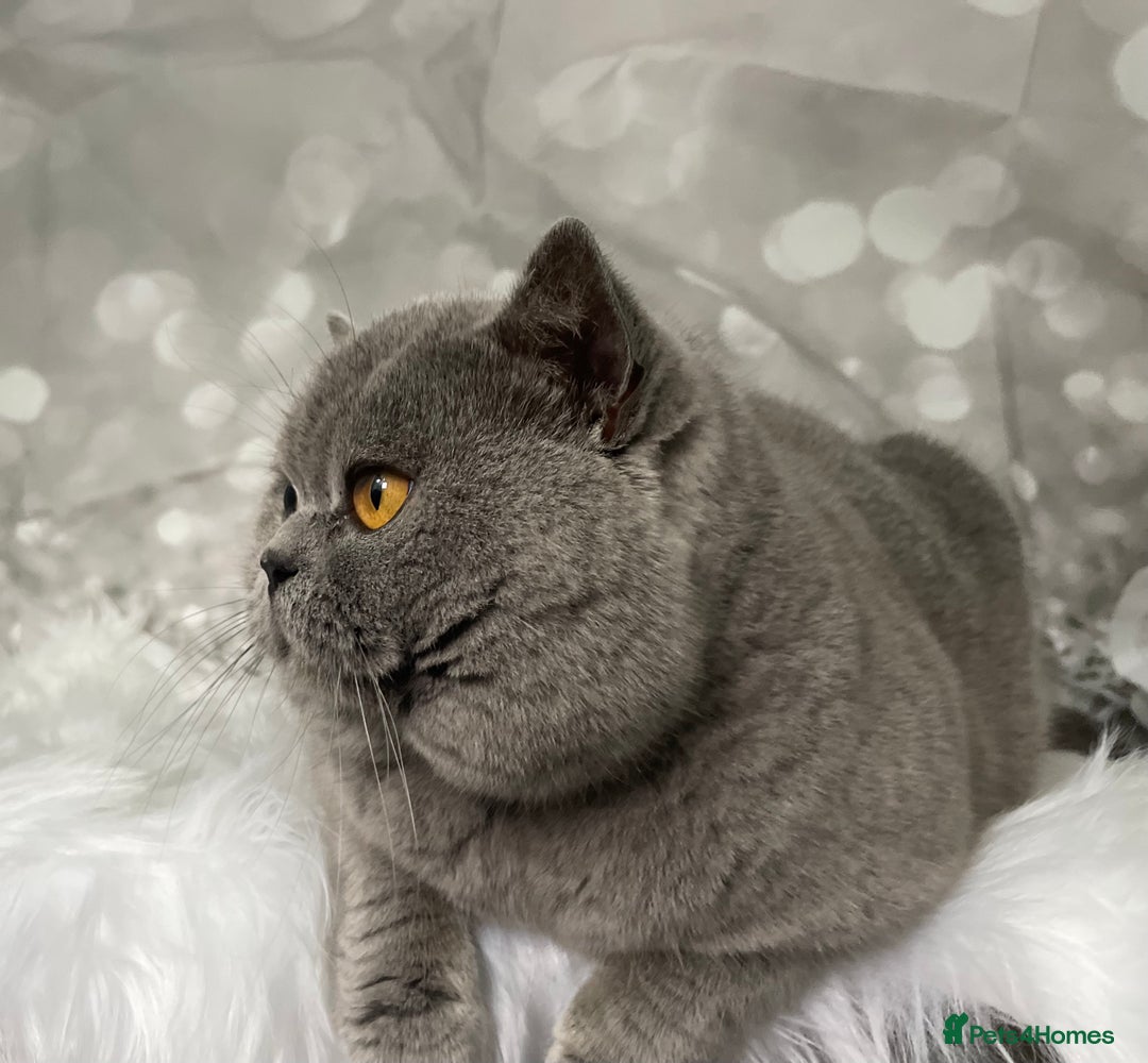 British Shorthair cats for stud: 👑🏆 CHAMPION BRED BLUE STUD EAST MIDLANDS 👑🏆 in Derby - Advert 1
