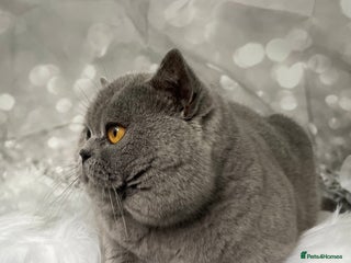 British Shorthair cats 👑🏆 CHAMPION BRED BLUE STUD EAST MIDLANDS 👑🏆 in Derby - Advert 16