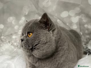 British Shorthair cats 👑🏆 CHAMPION BRED BLUE STUD EAST MIDLANDS 👑🏆 in Derby - Advert 2