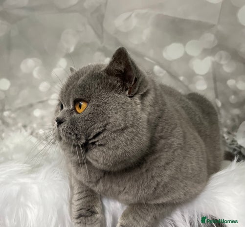 British Shorthair cats 👑🏆 CHAMPION BRED BLUE STUD EAST MIDLANDS 👑🏆 in Derby - Advert 13
