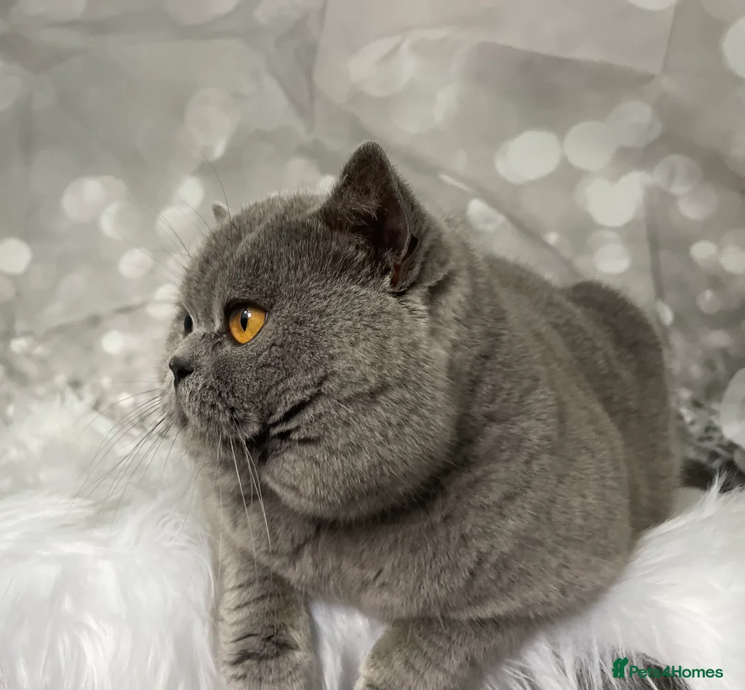 British Shorthair cats for stud: 👑🏆 CHAMPION BRED BLUE STUD EAST MIDLANDS 👑🏆 in Derby - Advert 1
