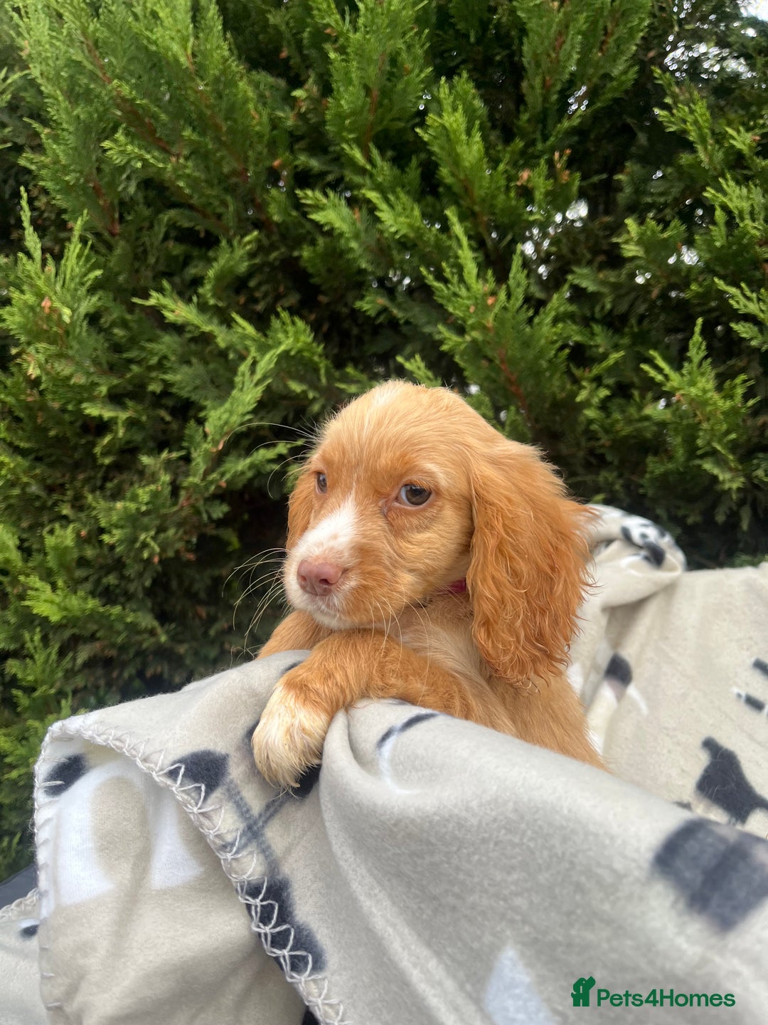Cocker Spaniel dogs for sale: Five beautiful cocker spaniels - Image 14