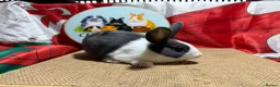 Dutch rabbits for sale: Gorgeous Dutch Rabbits  - Advert 8