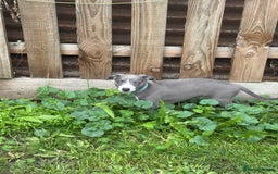 Whippet dogs for sale: READY NOW! STUNNING WHIPPET PUPPYS - Image 5