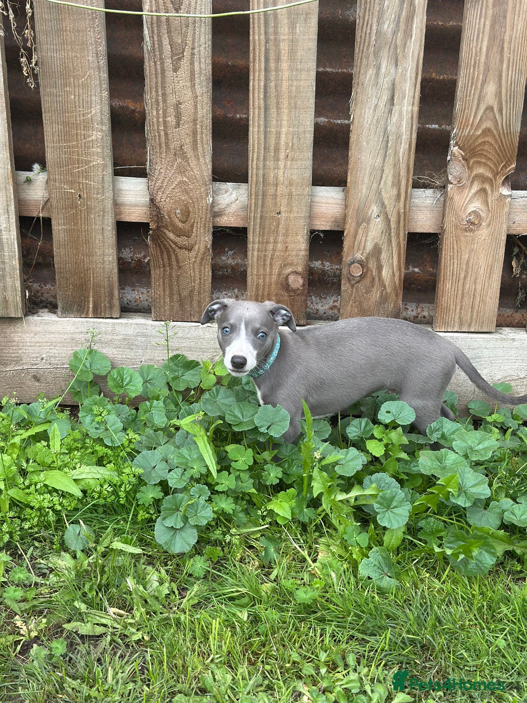 Whippet dogs for sale: READY NOW! STUNNING WHIPPET PUPPYS - Image 5