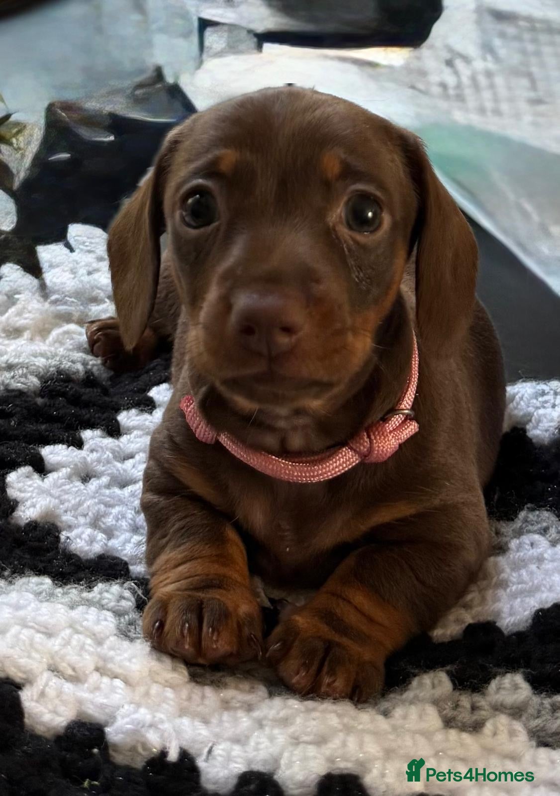 Miniature Dachshund dogs Beautiful pups from an experienced home  - Advert 2