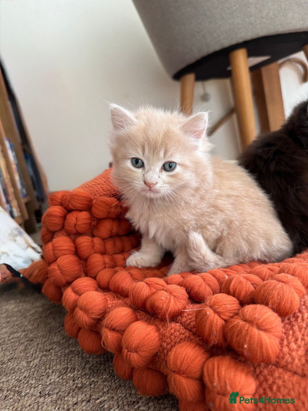 British Longhair cats for sale: Beautiful British longhair kittens - Image 2