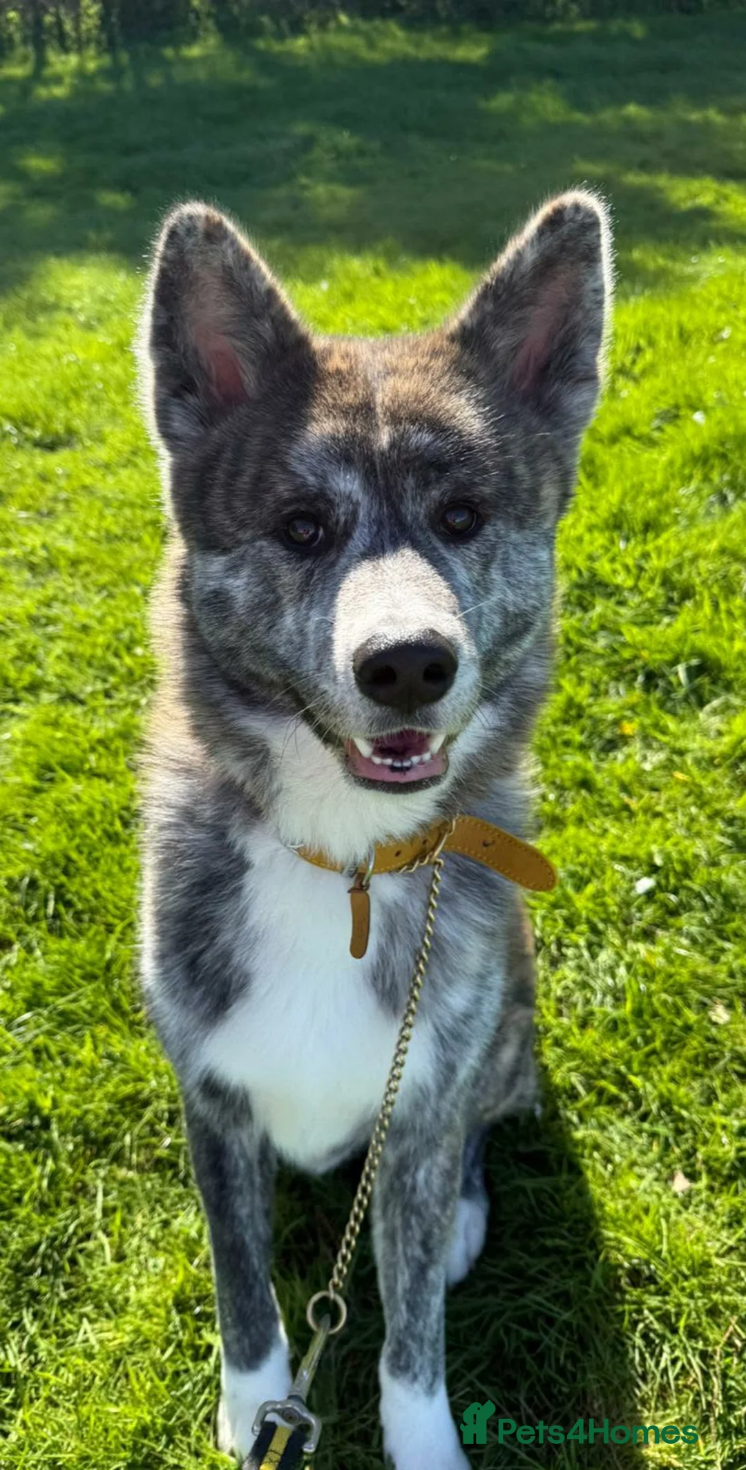 Japanese Akita Inu dogs for sale: Japanese Akita Inu - KODA  - Advert 2