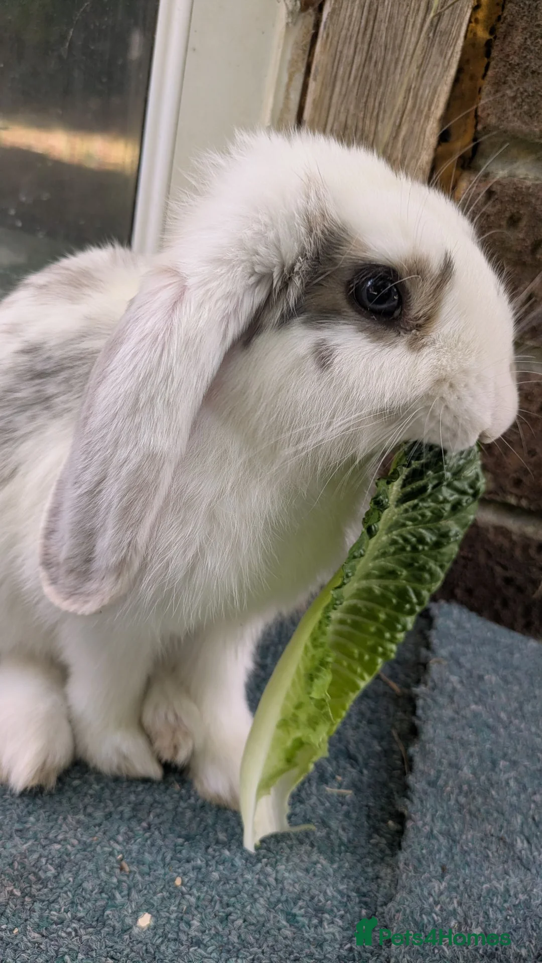 Mini Lop rabbits for sale: 2 Adorable mini lop baby bunnys in Trowbridge - Advert 7