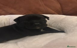 Mixed Breed dogs for sale: Bullador puppies  - Image 10