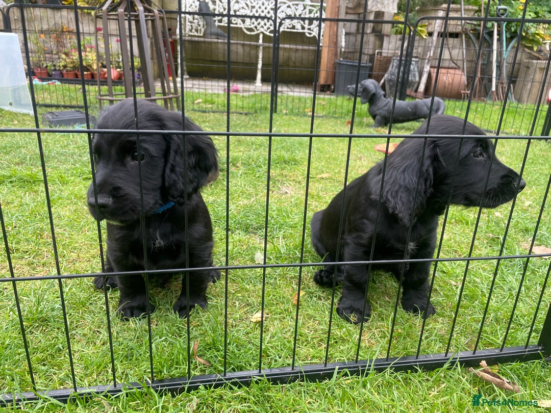 Cocker Spaniel dogs for sale: One boy and one girl - Image 10
