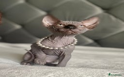 Sphynx cats for sale: Canadian sphinx kittens blue eyes girls  - Image 7