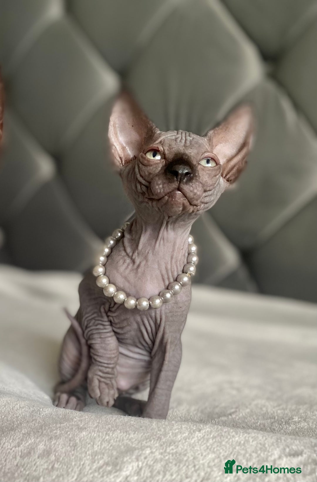 Sphynx cats for sale: Canadian sphinx kittens blue eyes girls  - Image 7