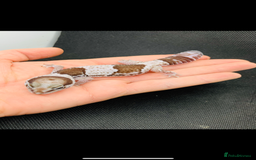 Gecko reptiles for sale: Geckos for sale STUNNING BABIES Leopard and AFT - Image 10