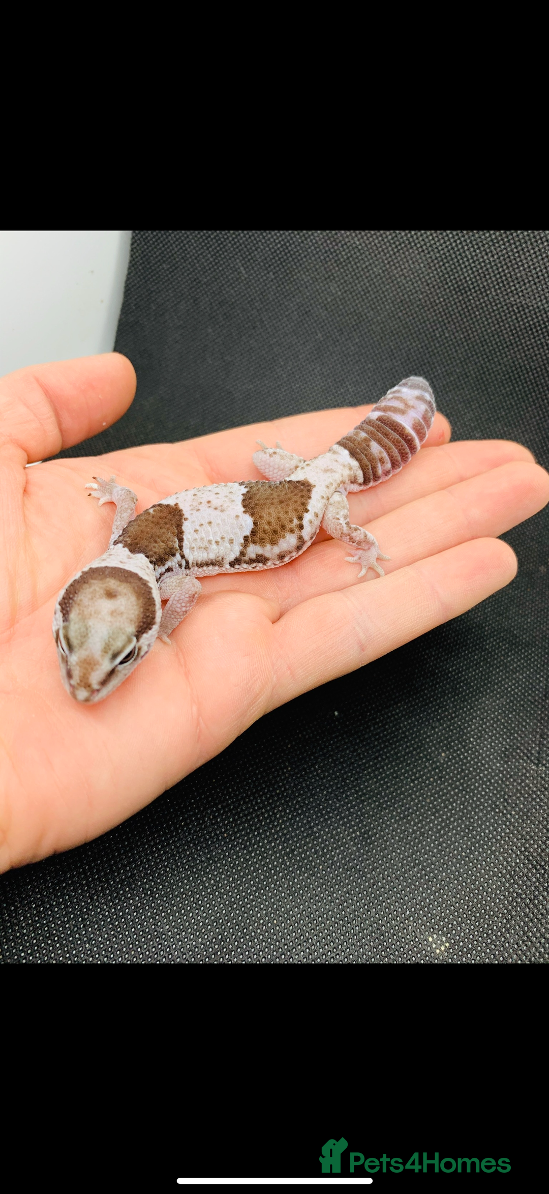Gecko reptiles for sale: Geckos for sale STUNNING BABIES Leopard and AFT - Image 10