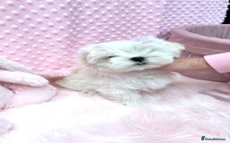 Maltese dogs for sale: 💎 KC Korean Maltese Girls 💎 DNA tested parents. in Leven - Image 15