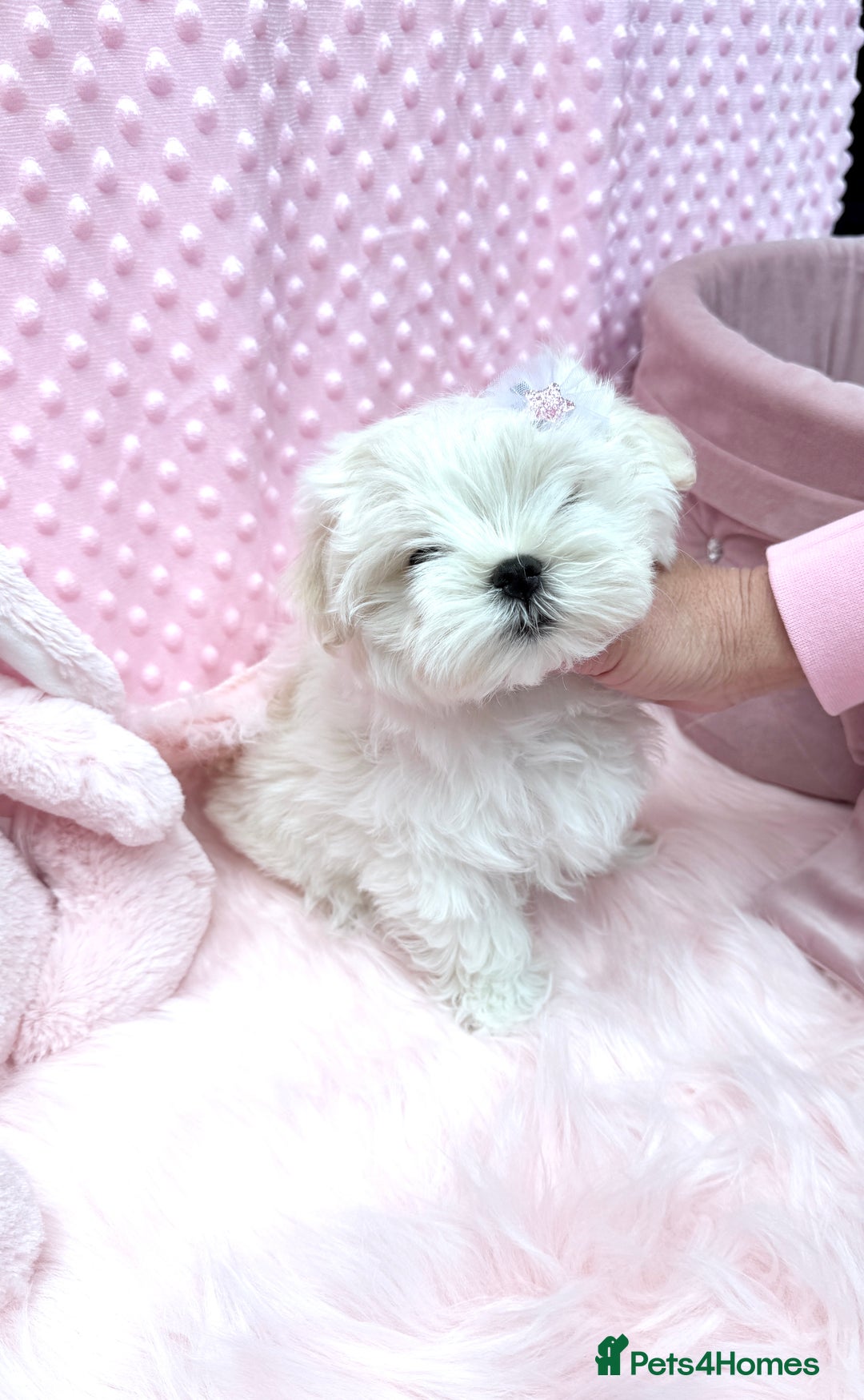 Maltese dogs for sale: 💎 KC Korean Maltese Girls 💎 DNA tested parents. in Leven - Image 15