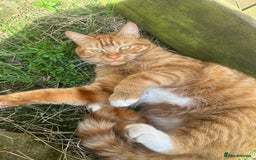 Domestic Shorthair cats for sale: 2 Beautiful ginger cats must stay together. - Image 5