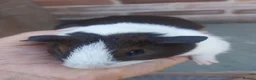 Guinea Pig rodents for sale: Dutch guineapigs  - Advert 4