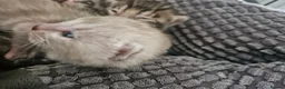 Bengal cats for sale: TICA Genetic Health Tested Snow Silver Kittens - Advert 8