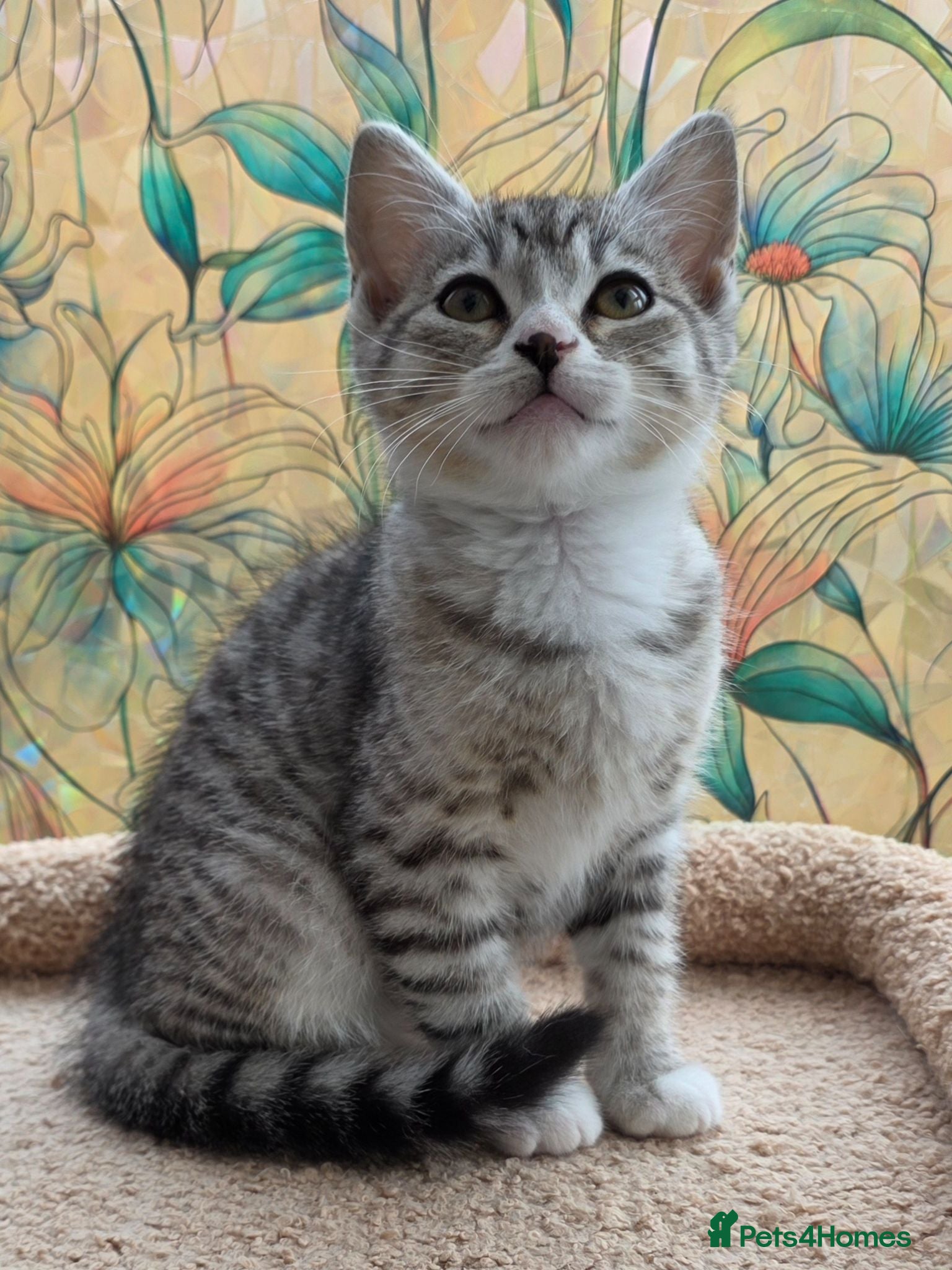 Mixed Breed cats Lovely British Shorthair Cross kitten  - Advert 8