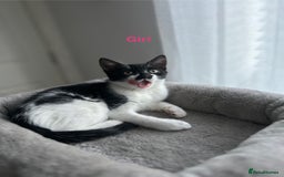 Mixed Breed cats for sale: 🌟🐾 Beautiful Black & White Kittens 🏡🤍🖤 - Advert 3