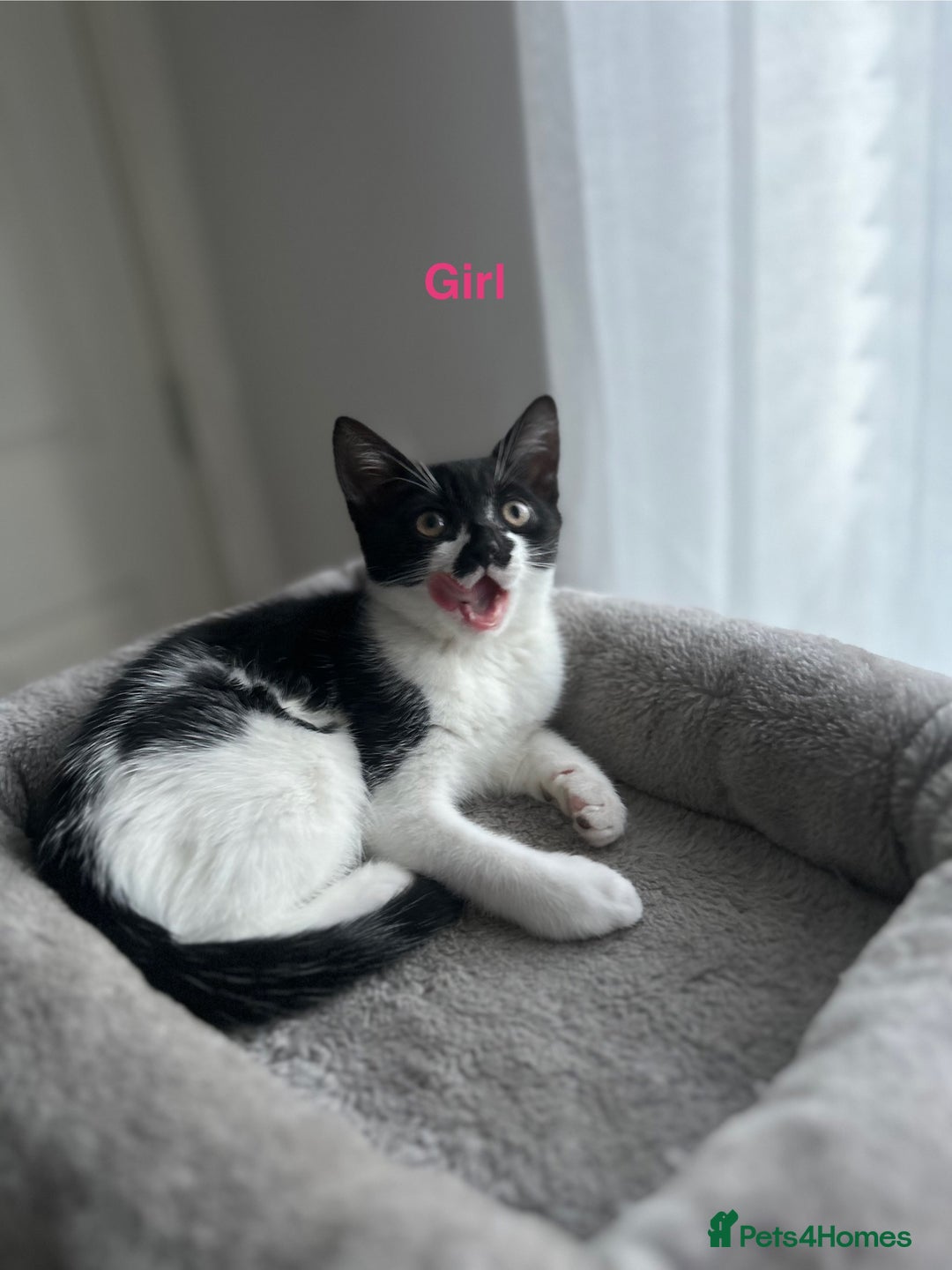Mixed Breed cats for sale: 🌟🐾 Beautiful Black & White Kittens 🏡🤍🖤 - Advert 3
