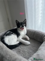 Mixed Breed cats 🌟🐾 Beautiful Black & White Kittens 🏡🤍🖤 - Advert 7